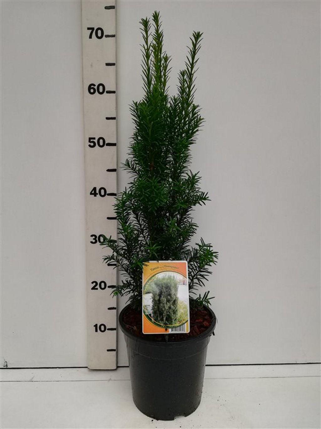 Taxus b. 'Overeynderi' - C3 30-40 CM